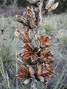 yucca_seed_pods